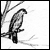 illustration of hawk on branch