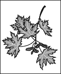illustration of maple branch